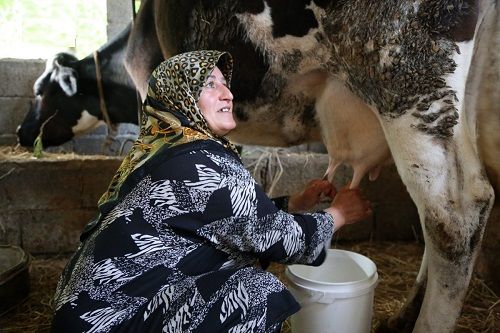 تسهیلات نقدینگی برای واحد های دام، طیور و آبزیان فارس