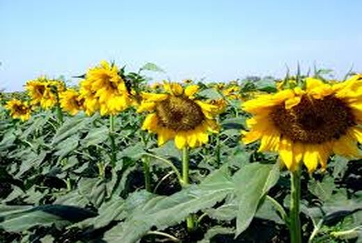 اختصاص دو هزار و 500 هکتار از کشتزارهای خراسان شمالی به دانه روغنی آفتابگردان 