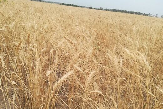 ۴۵ درصد از نیاز کشاورزان زنجانی به بذرهای اصلاح شده در استان تولید می‌شود