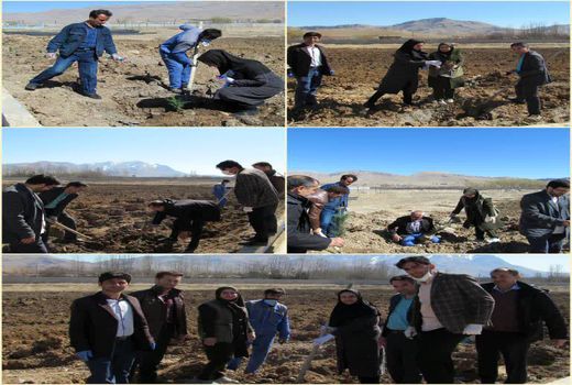  غرس۳۰۰ اصله نهال جنگلی در شهر فارسان