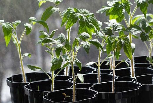 پایان کشت گوجه فرنگی پاییزه در شهرستان زرین دشت