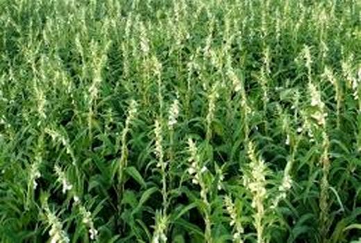 آغاز برداشت دانه روغنی کنجد در شادگان