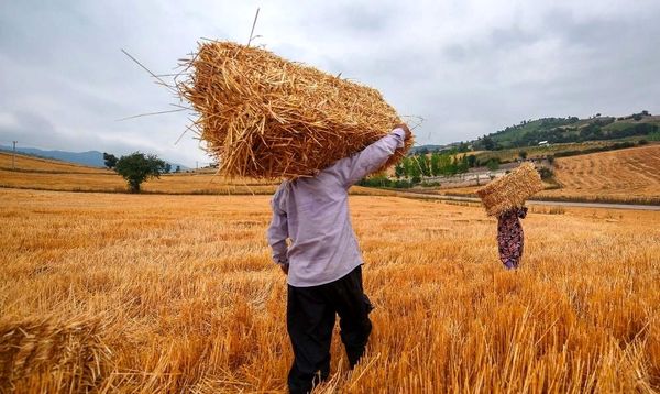 خرید گندم در چهارمحال و بختیاری از مرز 28 هزار تن گذشت