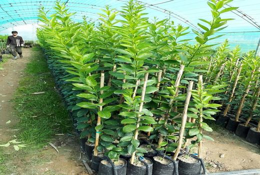 تهیه و تامین نهال از نهالستانهای دارای مجوز از موسسه تحقیقات ثبت و گواهی بذر و نهال اولین مرحله در احداث باغ سالم است