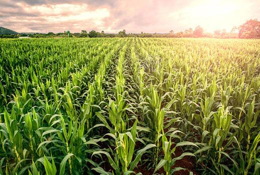 بیانیه حوزه نمایندگی ولی فقیه درسازمان جهاد کشاورزی استان کرمان به مناسبت هفته جهاد کشاورزی