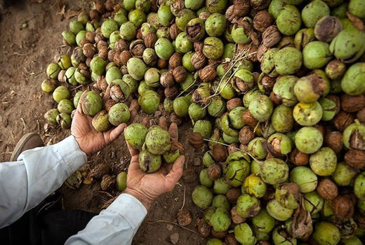  برداشت ۸ هزار تن گردو از باغات استان قزوین 