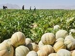 برداشت ۵ هزار تن طالبی در استان لرستان