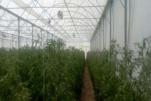 افزایش سطح گلخانه‌های مرودشت به بیش از ۶۱ هکتار 