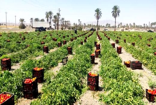 شروع صادرات گوجه فرنگی شهرستان زرین دشت