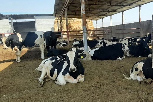 راه اندازی یک واحد گاو شیری در فیروزآباد 