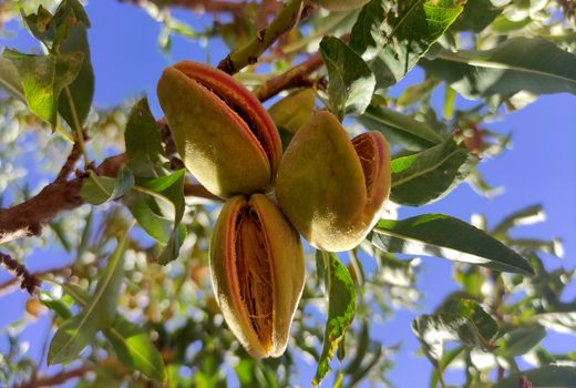 پیش بینی برداشت 15 هزارتن بادام در چهارمحال و بختیاری