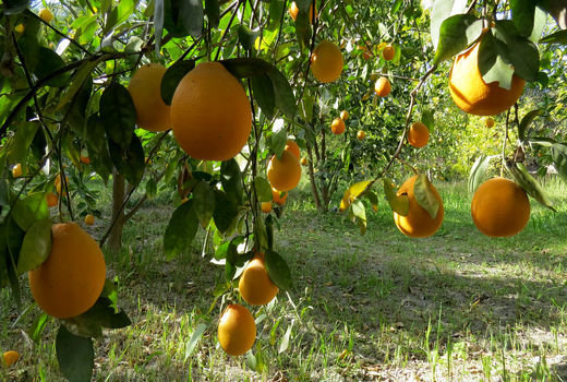 برداشت 18 هزارتن مرکبات در سیستان وبلوچستان 