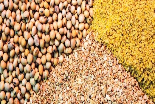 ظرفیت مغفول مانده تولید خوراک دام / واردات نهاده‌ها قابل کاهش است