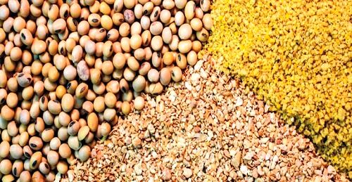 خوراک دام با نرخ دولتی برای دامپروری ها
