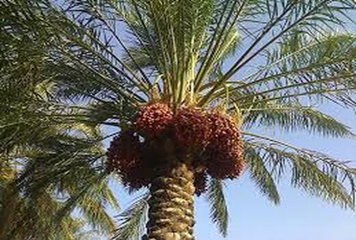 آشنایی نخلداران خرمشهری با آفت قرنطینه‌ای نخلستان