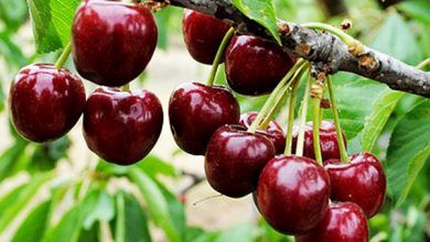 برداشت 6700 تن گیلاس از 907 هکتار باغات گیلاس استان