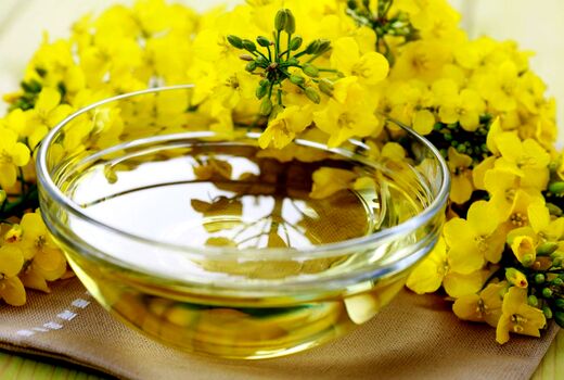 خرید تضمینی۸۸۰ تن کلزا در کردستان