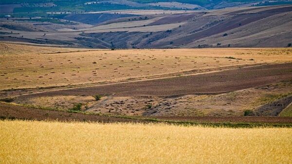 اجرای طرح جهش تولید در دیم‌زارها/ 5 میلیون تن به تولیدات کشاورزی اضافه می‌شود