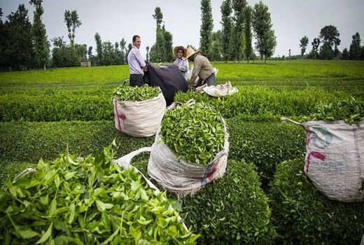 هنوز در ایران قانون مشخصی برای محصولات ارگانیک نداریم