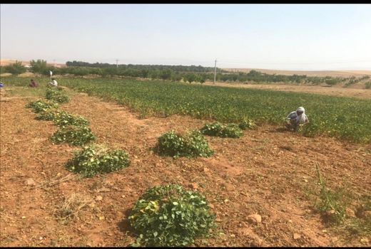 پیش بینی تولید 3 هزار تن لوبیا در شیراز