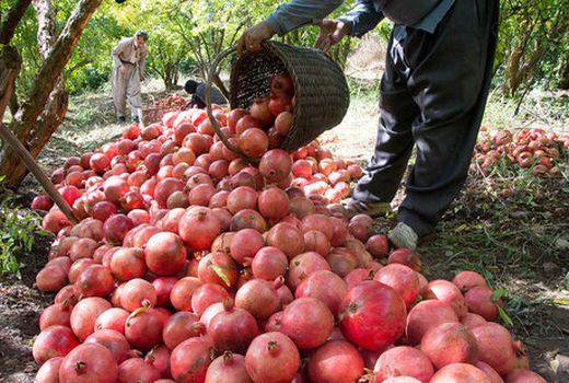 تولید ۳۰۵ هزار تن انار در استان فارس