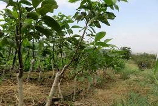 توزیع ۴۵ هزار نهال گردوی پیوندی در خراسان شمالی