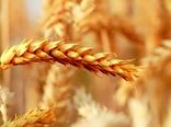 برگزاری روز مزرعه در شهرستان ارزوئیه
