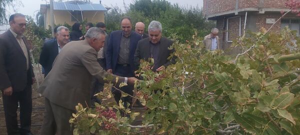 بازدید رئیس سازمان جهاد کشاورزی آذربایجان غربی از باغات پسته شهرستان میاندوآب