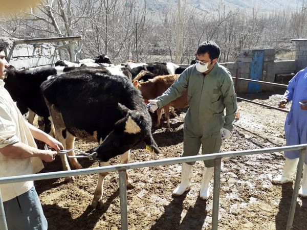  فاز اول واکسیناسیون دام های سنگین علیه تب برفکی در شهربابک