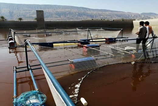 استفاده از چاه‌های آب کشاورزی در تکثیر و پرورش آبزیان 