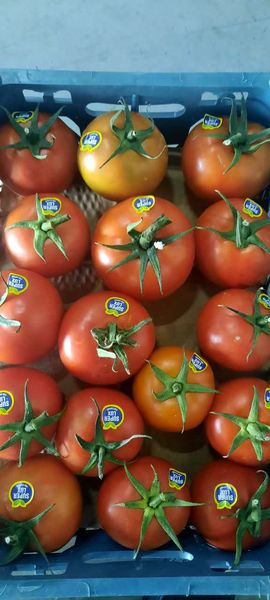 ۵۰ تن گوجه فرنگی گواهی شده از قزوین به امارات صادر شد