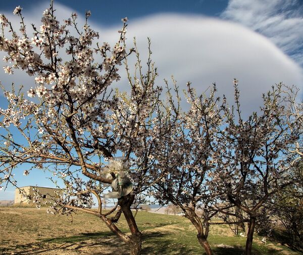 سرمازدگی 100میلیارد ریال به باغات شهرستان سامان خسارت زد