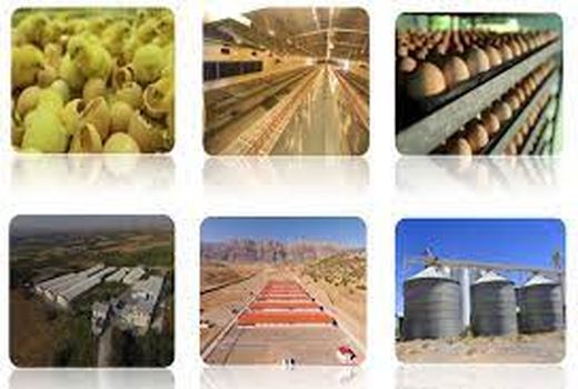 مجتمع مرغ اجداد کرمان یکی از چهار مجتمع مرغ اجداد کشور است