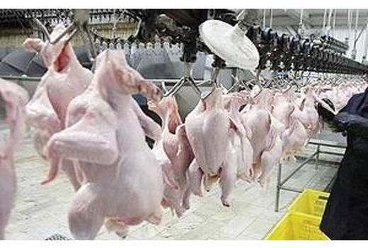 توزیع روزانه 25 تن گوشت مرغ در آمل