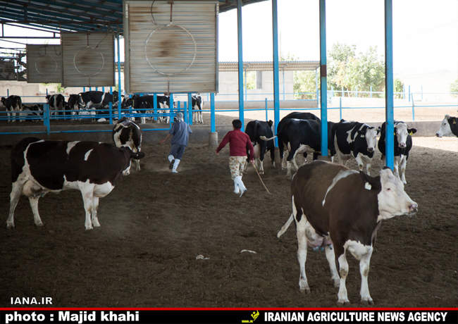 دامپروی