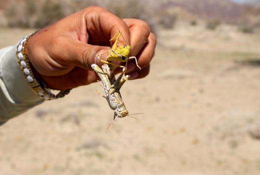 مبارزه با ملخ صحرایی در سیستان و بلوچستان از مرز ۲۱۱ هزار هکتار گذشت