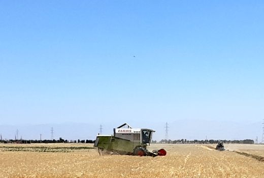 برداشت جو از مزارع بذری استان قزوین آغاز شد 