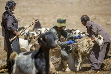  طرح مقابله با کشتار غیرمجاز دام و طیور در ایلام اجرایی می شود