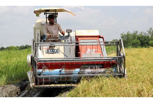 برداشت برنج در 6800 هکتار شالیزار مازندران