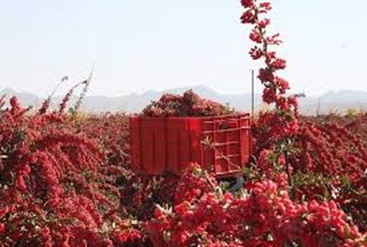 بالغ بر ۱۰۰ هزار تن زرشک تر در خراسان‌جنوبی برداشت می شود