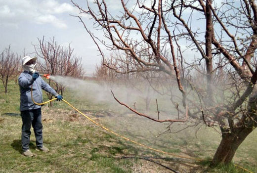 مبارزه  پیش بهاره  در باغات شهرستان اهر علیه آفات و بیماری ها در سطح 5 هزار هکتار