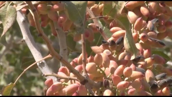 لب خشک ِ کشاورزی با کشت گلخانه ای سیراب می شود