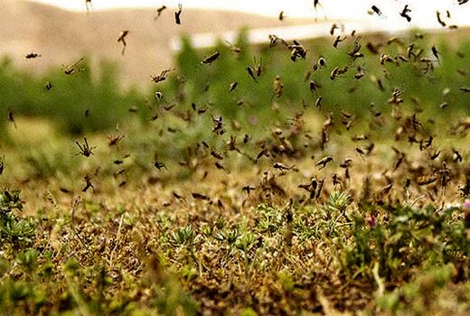 9 استان جنوبی کشور درگیر آفت ملخ‌های صحرایی