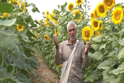 برداشت ۴۵۰ تن تخمه آفتابگردان از مزارع کشاورزی شاهین شهر و میمه