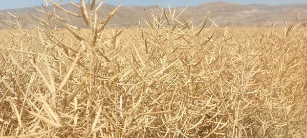 آغاز برداشت کلزا از مزارع آذربایجان شرقی