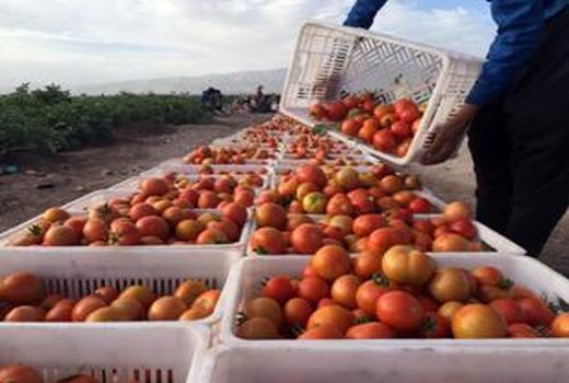 برداشت گوجه فرنگی از مزارع بخش مرکزی لارستان آغاز شد