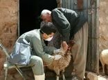 تزریق بیش از ۱۳ میلیون دُز واکسن به دام‌های آذربایجان غربی