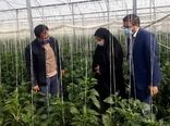 بازدید از گلخانه گوجه فرنگی شهرستان شهریار در راستای تسهیل و رفع موانع تولید