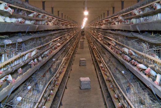 سرانه مصرف تخم مرغ در اصفهان پایین است