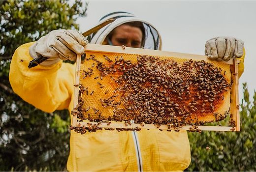 تولید سالانه ۲۴تن عسل در شهرستان کاشان